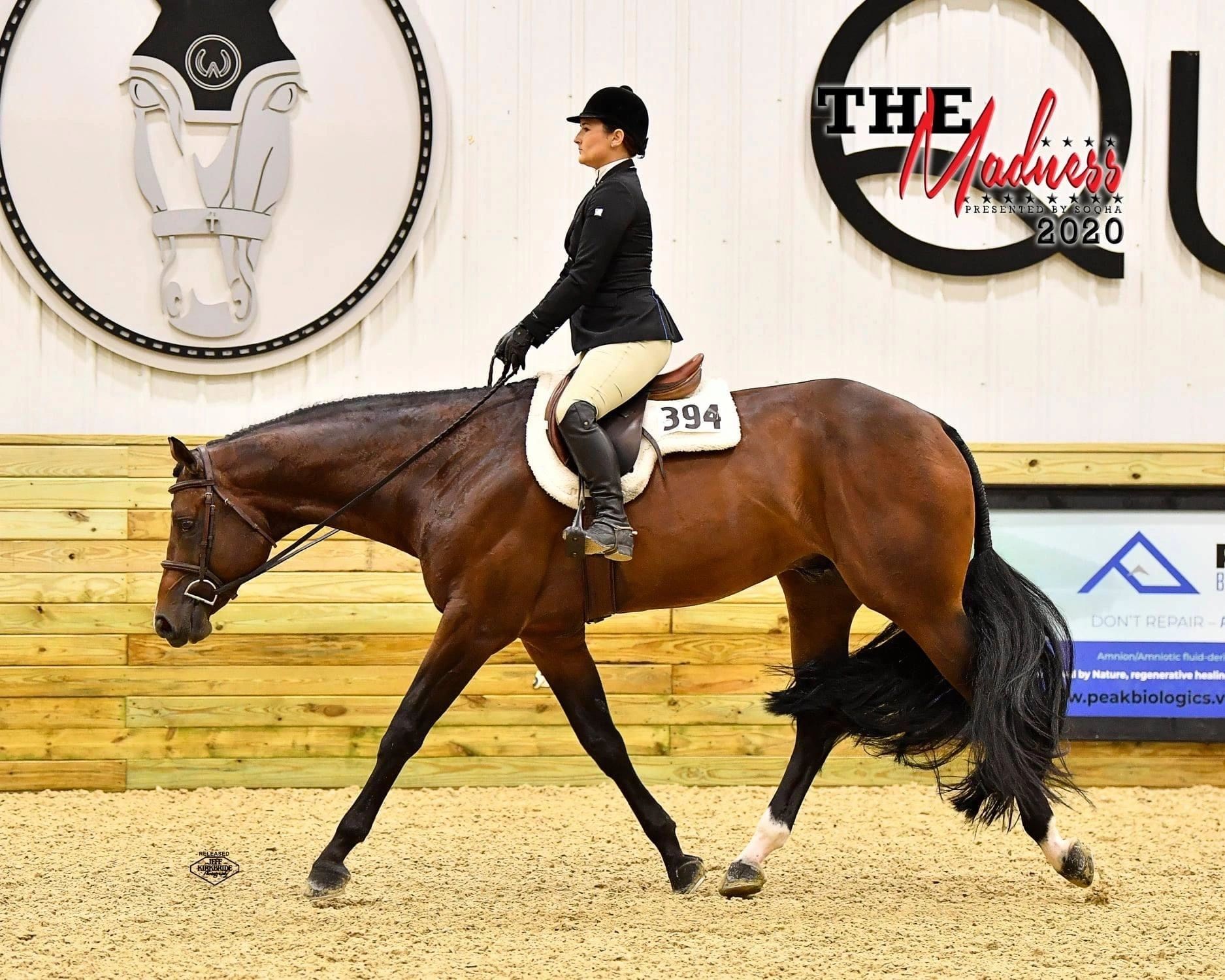 Vinny show ring